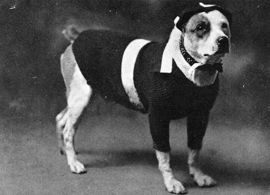 Mex the dog