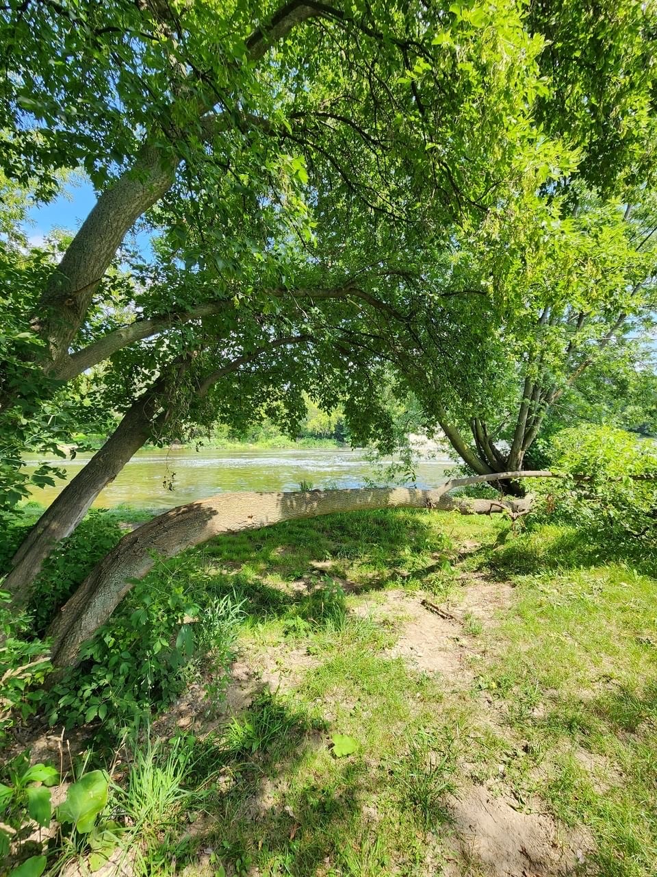 Landscape of tree in a forest.