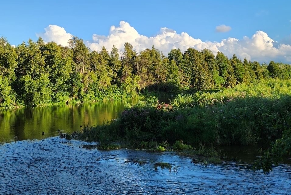 Creek surrounded by trees.