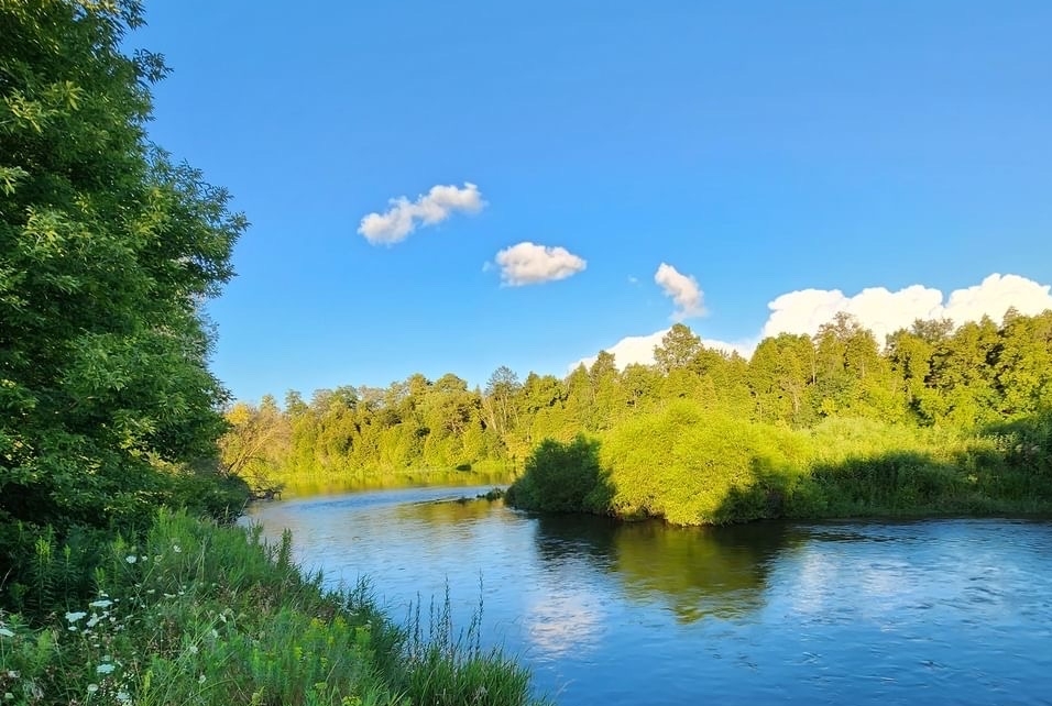 River surrounded by trees.