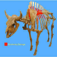 Diagram of Butchered Faunal Remains at Cooper Site