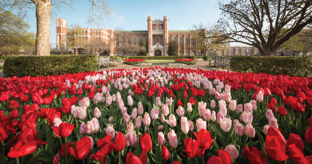 Pink and red tulips on the University of Oklahoma campus.