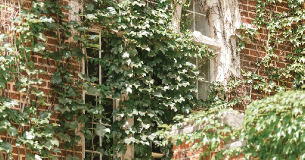 Ivy growing on the site of a building.