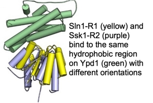 Sln1-R1 (yellow) and Ssk2-R2 (purple) bind to the same hydrophobic region on Ypd1 (green) with different orientations.