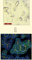 Crystallographic analysis of folate enzymes with substrate-mimetic probes
