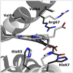  A heme active site