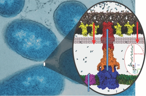 Gram-negative cells with their envelope structure