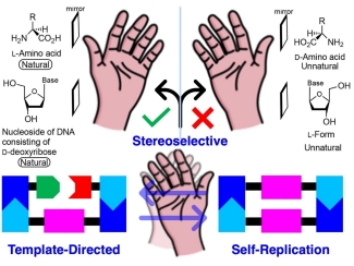 Template-Directed Stereoselective Autocatalysis