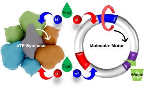 Biomolecular-Driven Molecular Motors in Water