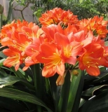 blooming flowers
