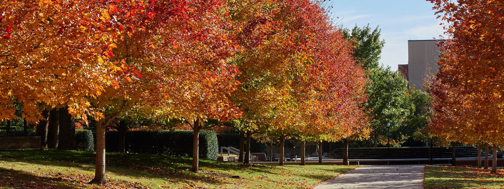 Trees with orange, yellow, and green leaves on the University of Oklahoma Norman campus.