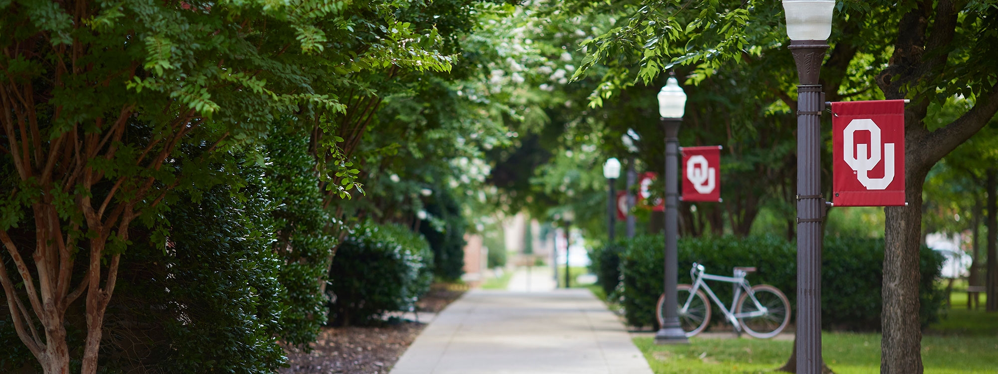 A walkway surrounded by trees and lampposts with OU flags in Norman, Oklahoma.