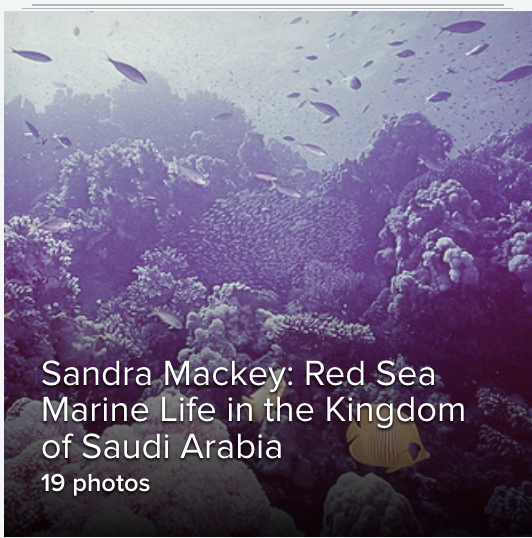 Red Sea