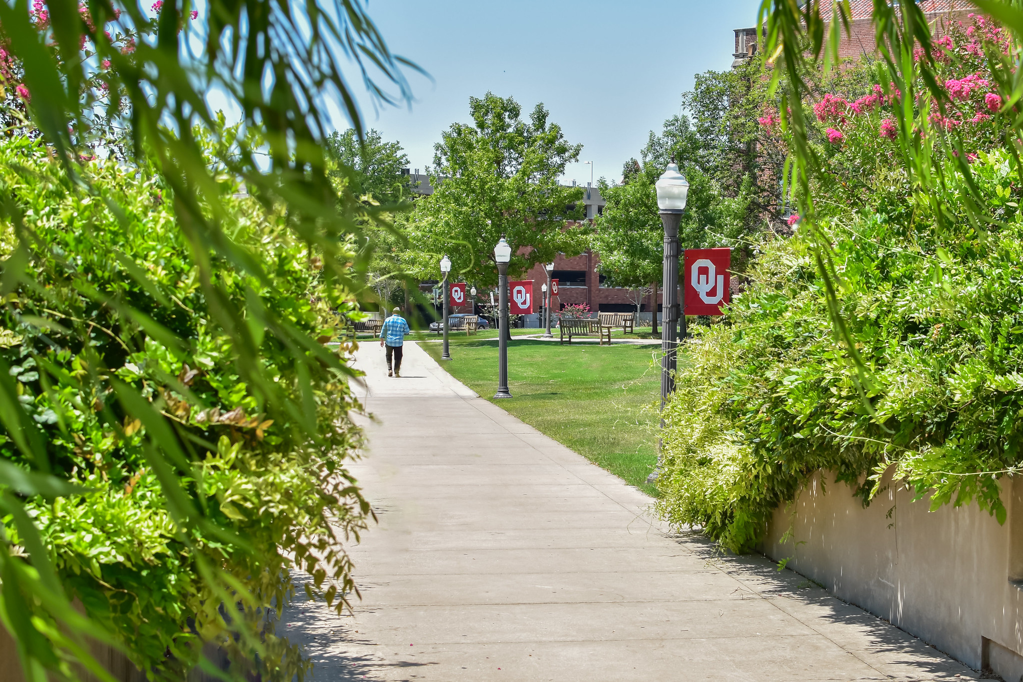 Sidewalk lined with bushes and OU flags