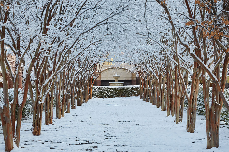 Tree lined pathway with snow near law school