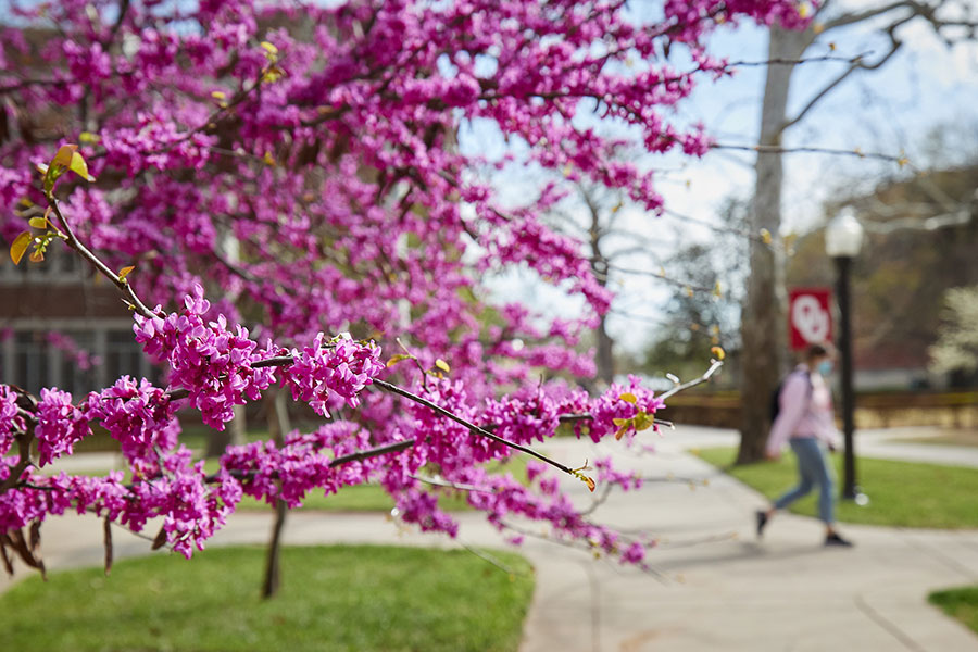 Redbuds blooming near sidewald with pedestrian