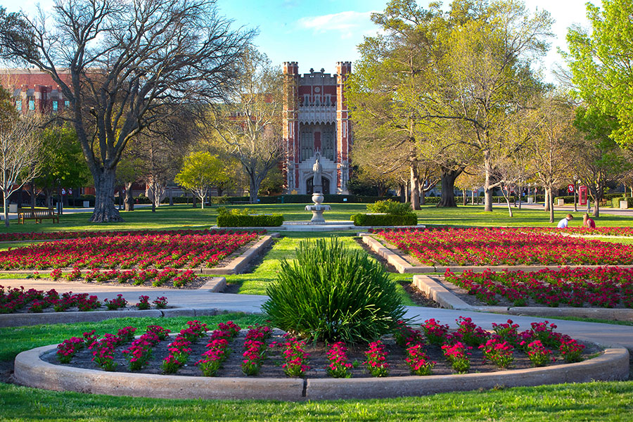 Spring mums on the lawn in front of the Bizzell library.