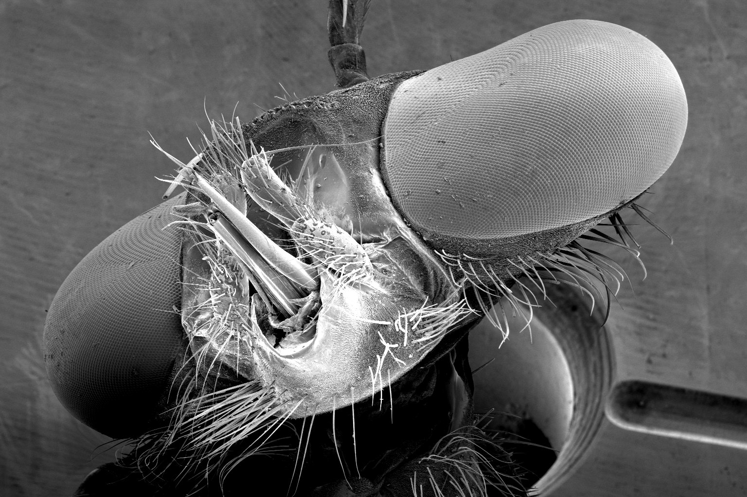 Scanning Electron Microscope image of a robber fly submitted by a classroom from Lone Grove Intermediate