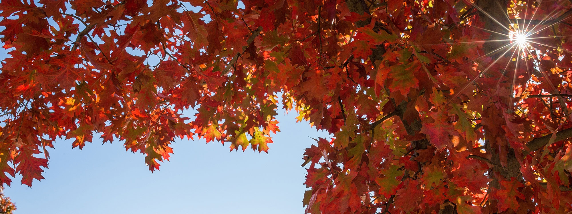 A tree with fall leaves against the sky.