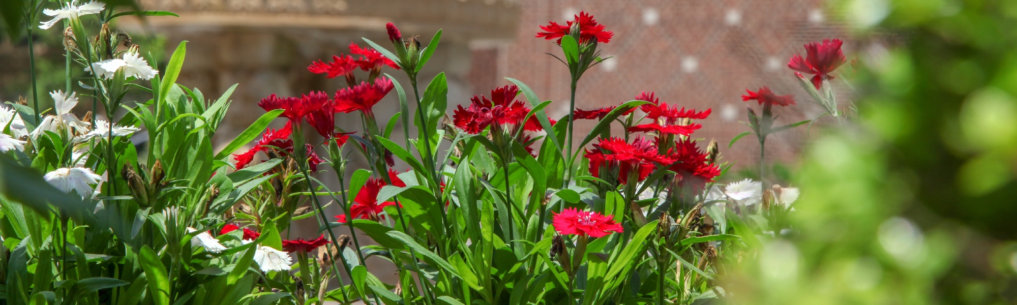 Close up of read and flowers on campus