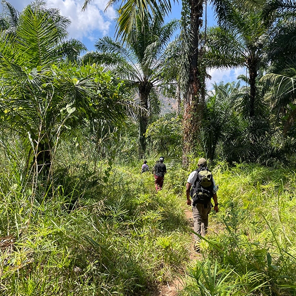 People walking through the jungle.