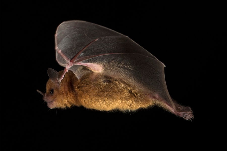 The little yellow-shouldered Mesoamerican bat (Sturnira parvidens)