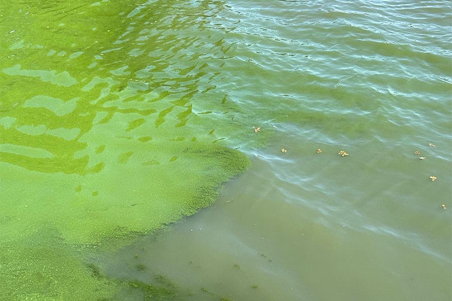 Algal bloom.
