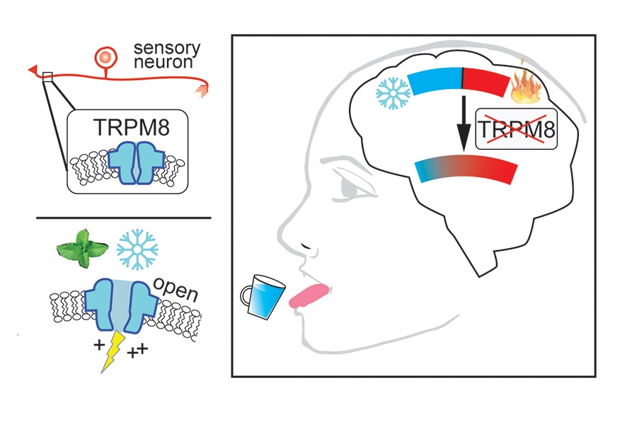 Diagram depicting how TRPM8 works.
