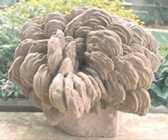 Largest Rose Rock Largest Rose Rock