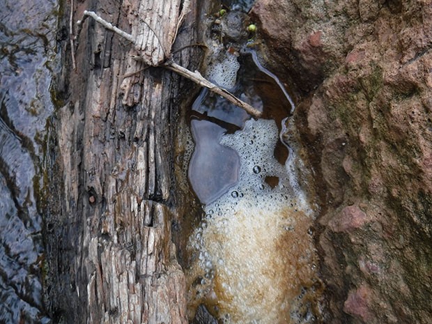 Brown Foam in water
