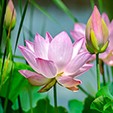 Photo of flowers
