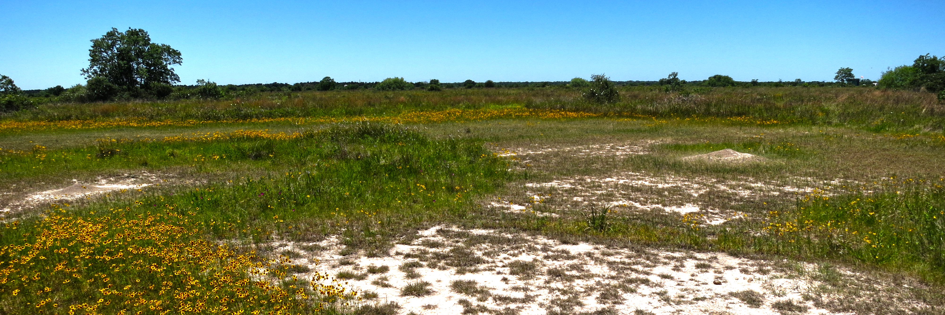 Grasslands