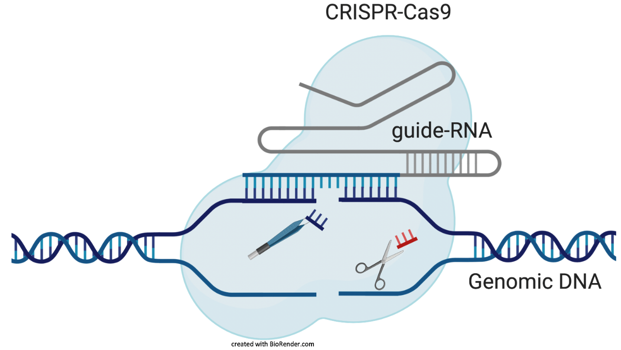 crispr-cas9
