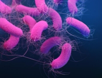 Medical Illustration of multidrug resistant P.aeruginosa © CDC/Jennifer Oosthuizen 