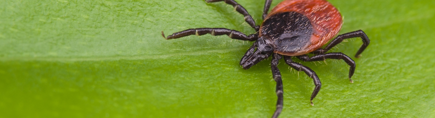 tick