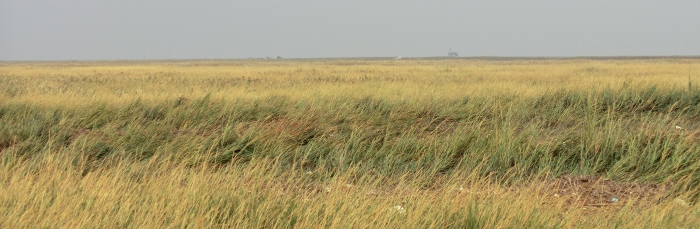Field photos from the Global Geo-Referenced Field Photo Library via the Center for Earth Observation and Modeling at the University of Oklahoma
