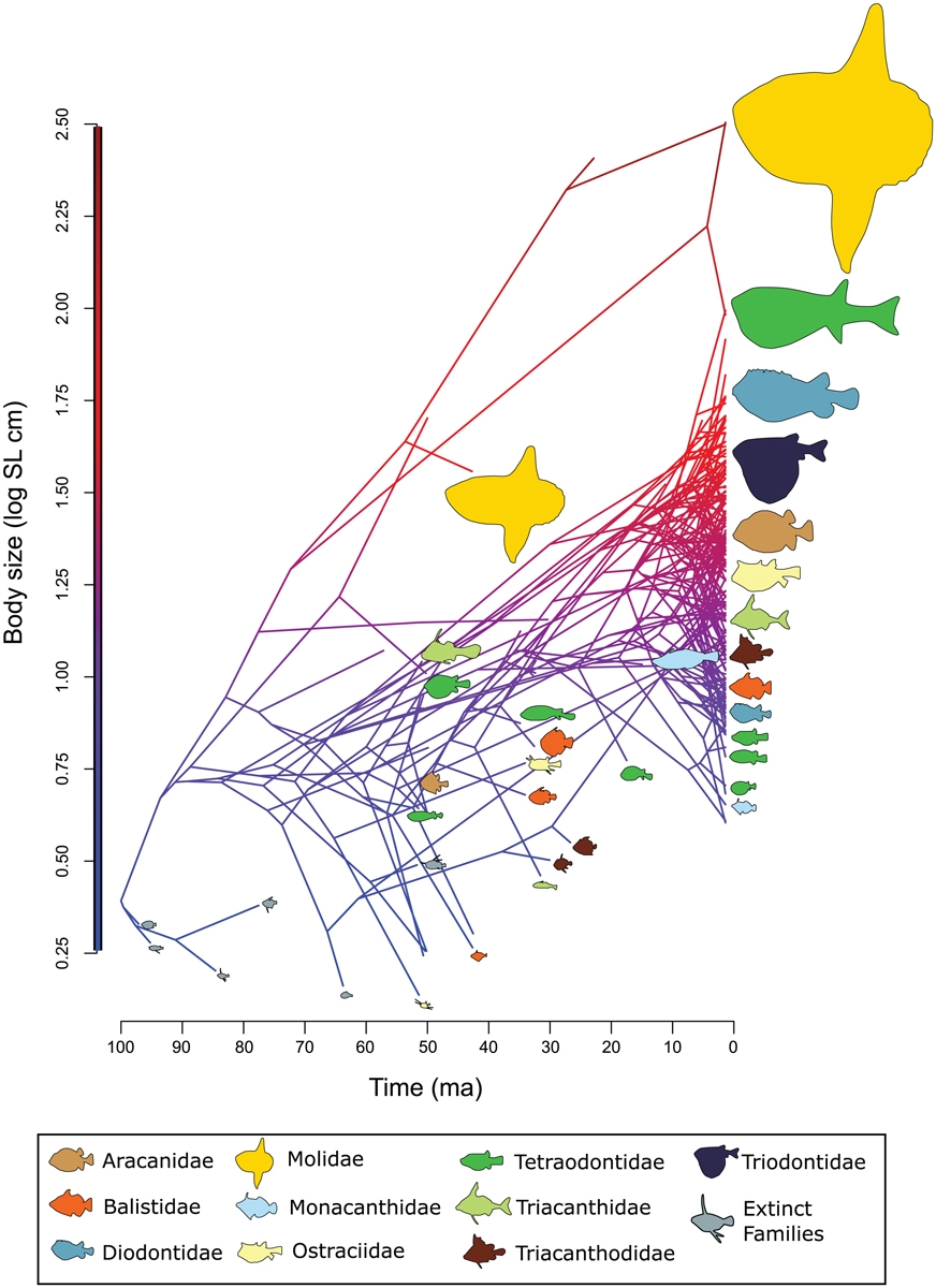 Fig 2 showing the evolution of tetraodontiform body size over time. 