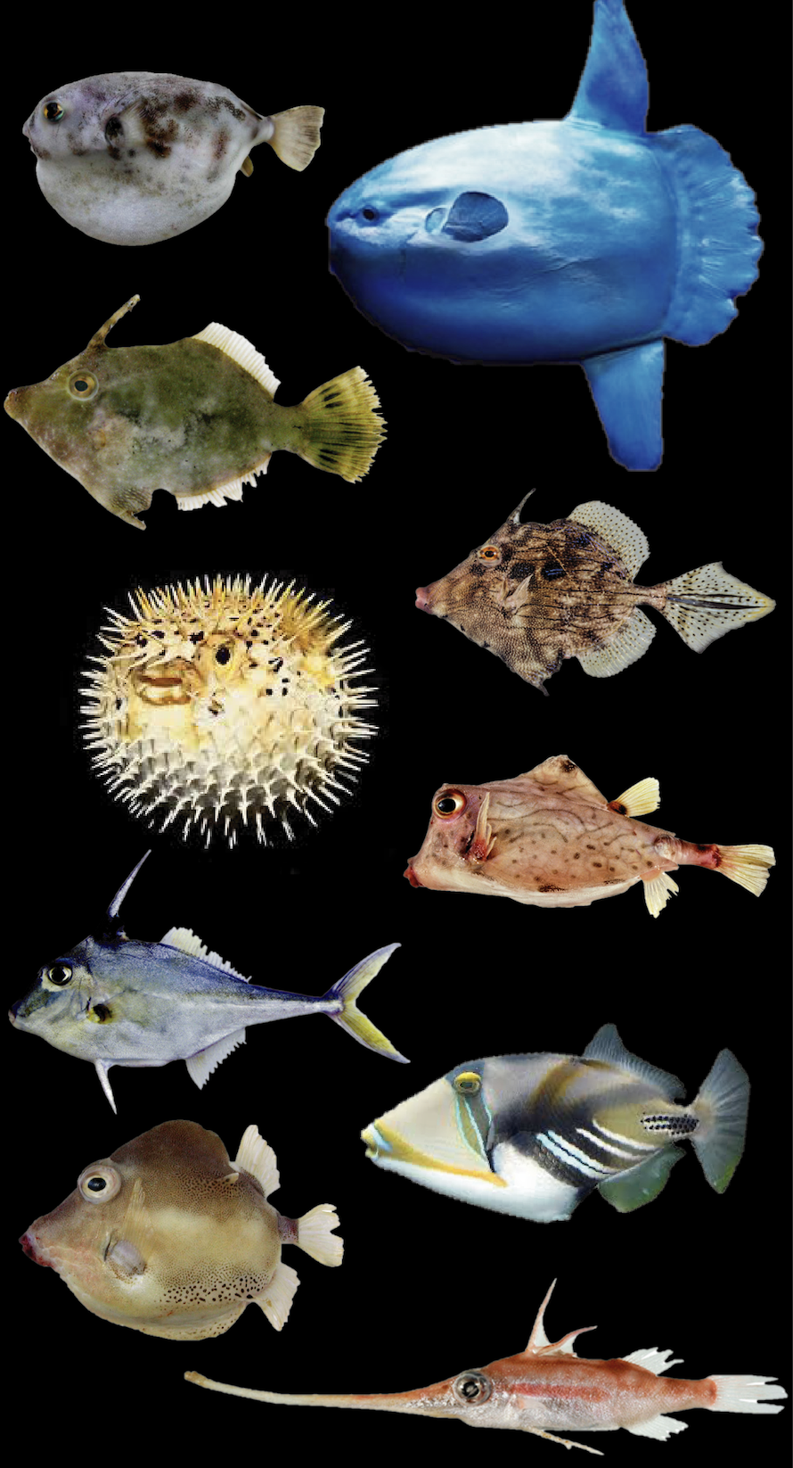 A figure of the morphological diversity of Tetraodontiformes.