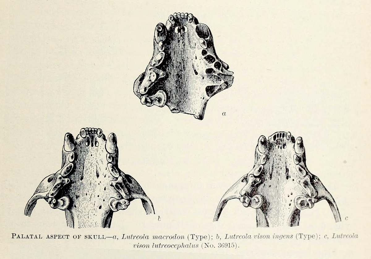 The first scientific illustrations of the sea mink (a) as compared with subspecies of extant American minks (b, c). From Prentiss (1903)