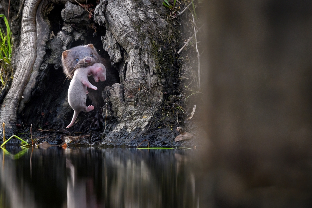 An American mink moving her kits from one den to another