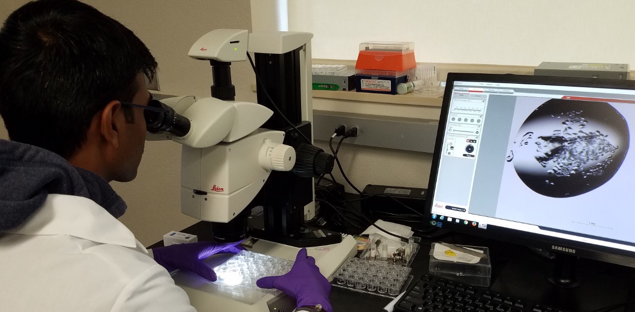 Researcher screening crystal tray for crystals using microscope