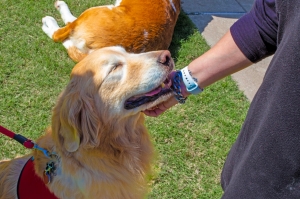 Person playing with therapy dog