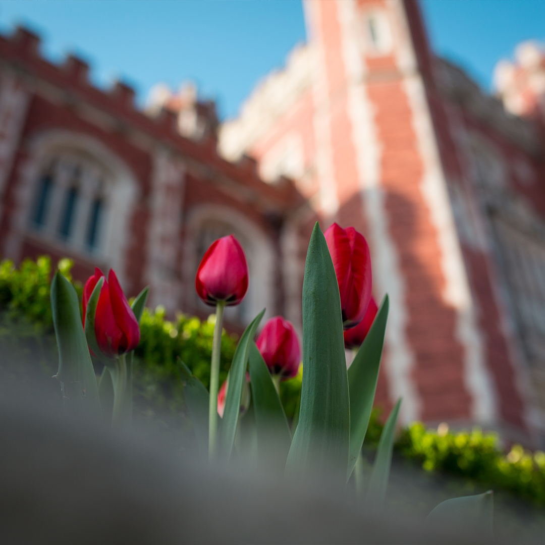 OU Campus beauty (Decorative)